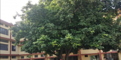 Schools in Jalandhar, St. Francis Convent School,  Kartarpur Rural,  KartarpurRural, Jalandhar